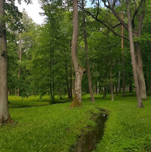 산책하기 좋은 페테르고프의 숲