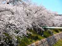 名古屋-山崎川四季之路，日本百佳賞櫻勝地