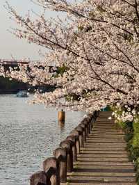 Qingsha Park Cherry Blossoms – Hangzhou's Riverside Sakura Sanctuary