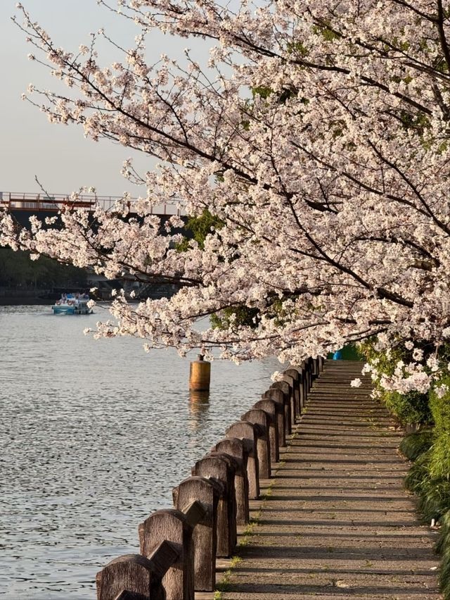 Qingsha Park Cherry Blossoms – Hangzhou's Riverside Sakura Sanctuary