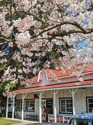 Ashino Park Cherry Blossoms – Aomori's Secret Floral Wonderland