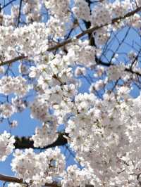 Morioka Castle Ruins Park Cherry Blossoms– A Samurai’s Spring Legacy