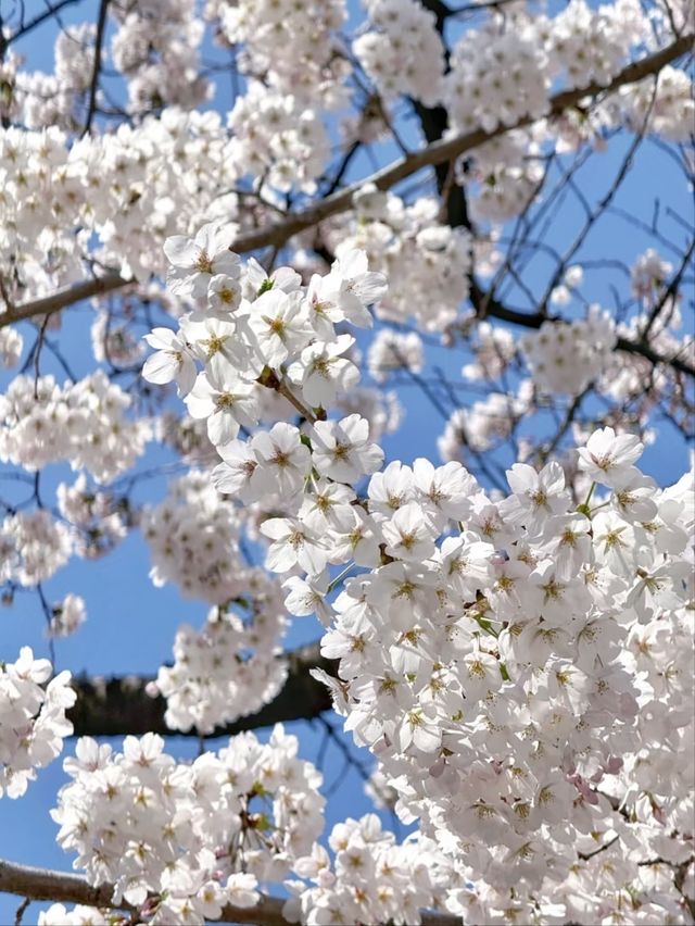 Morioka Castle Ruins Park Cherry Blossoms– A Samurai’s Spring Legacy