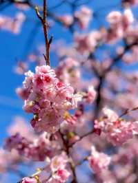 Mitsuzo-in Temple Cherry Blossoms– Kyoto’s Best-Kept Mountain Sakura Secret