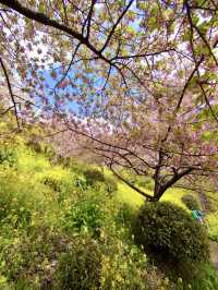 Cherry Blossoms in Full Bloom at Aguri Park Sagayamaen