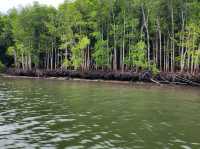 Kilim Karst Geoforest Park – Langkawi’s Mangrove Paradise** 🌿🦅