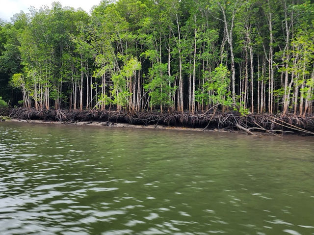 Kilim Karst Geoforest Park – Langkawi’s Mangrove Paradise** 🌿🦅
