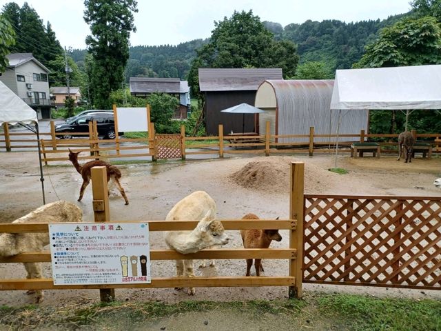 山古志アルパカ牧場でアルパカと触れ合おう！