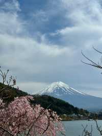 Sakura in the Sky: A Spring Escape to Tenjozan Park