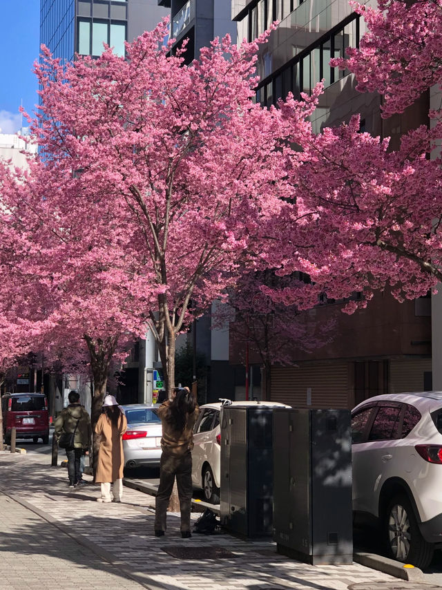 Tokyo Early Cherry Blossoms | Actual Photos with Detailed Address 🌸