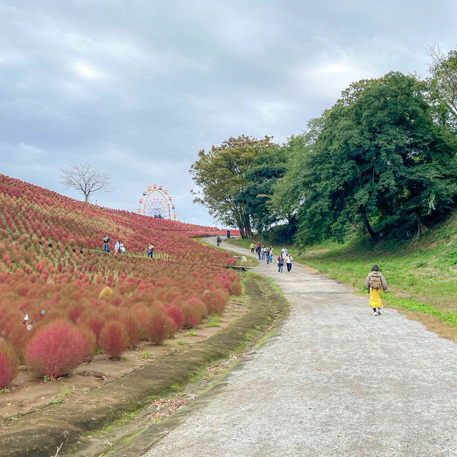 【千葉】季節限定の絶景、東京ドイツ村の「コキア群」