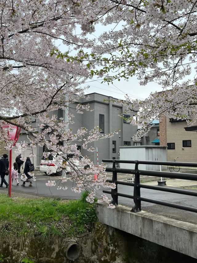 Pink Dreams on the Water: Cherry Blossoms at Hirosaki Park