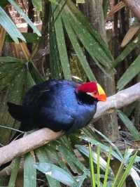 #鳳凰谷鳥園生態園區-南投縣鹿谷鄉