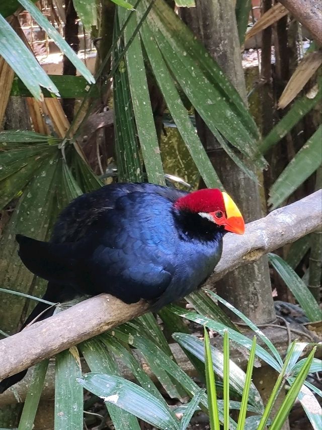 #鳳凰谷鳥園生態園區-南投縣鹿谷鄉