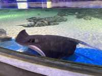 Fascinating Experience at Underwater World Langkawi