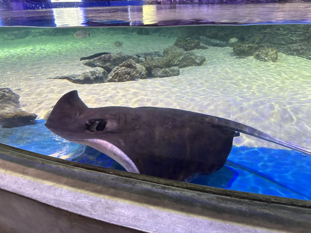 Fascinating Experience at Underwater World Langkawi