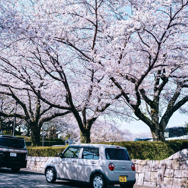 末吉公園•櫻花的海洋