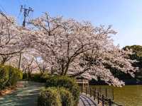 朝倉市甘木公園，福岡縣隱藏版賞櫻的市民公園