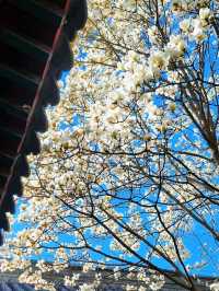 春遊：法源寺和白玉蘭撞個滿懷，爛縵胡同的可可愛愛