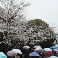 Cherry Blossom Bliss in the Heart of Tokyo