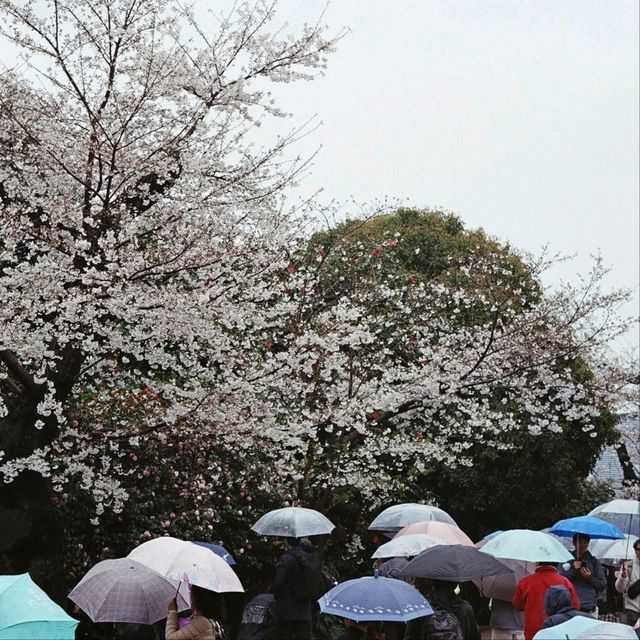 Cherry Blossom Bliss in the Heart of Tokyo