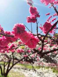 花桃の里