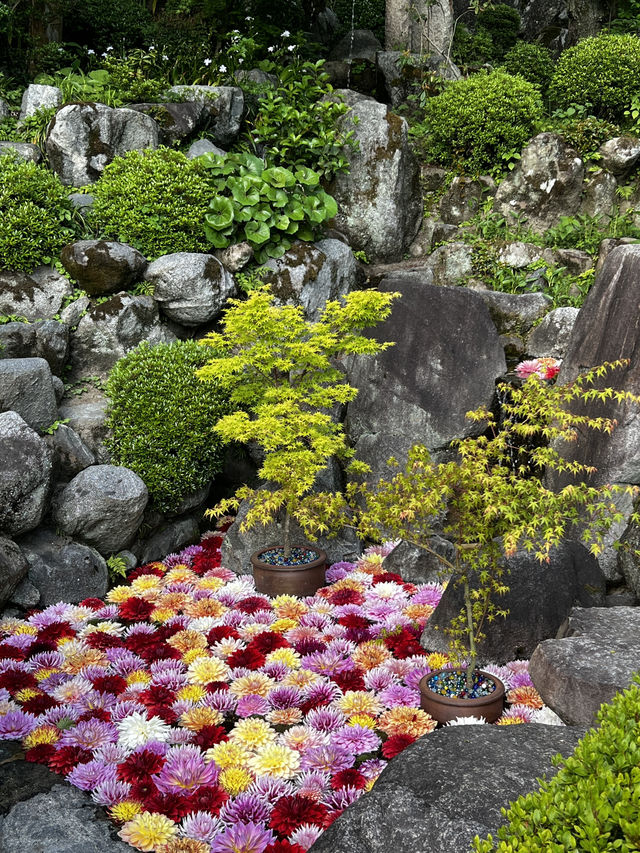「なんで誰も教えてくれなかったの…？」岡寺に立った瞬間、思わずそんな言葉がこぼれた🇯🇵✈️🌏 
