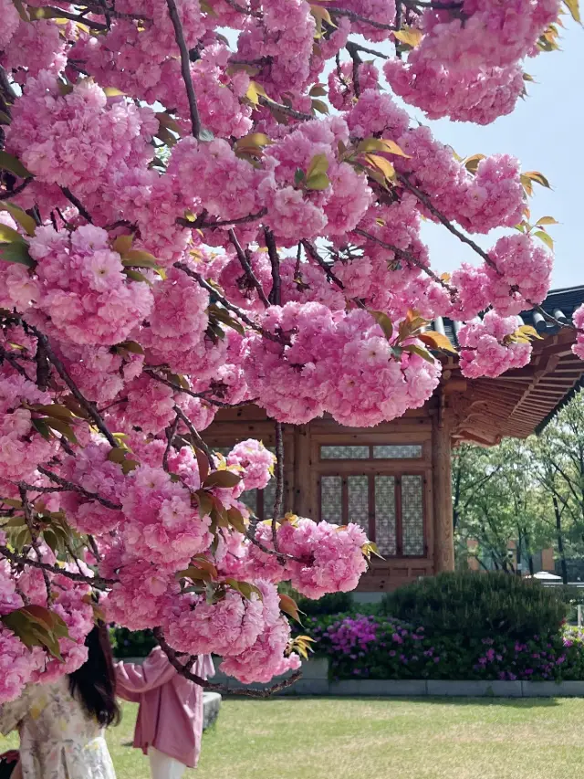 Don’t Miss the Late-Blooming Cherry Blossoms!