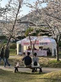 Cherry Blossom Season in Jinhae 🌸