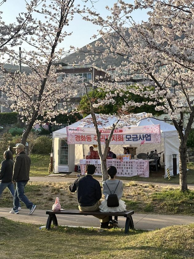 Cherry Blossom Season in Jinhae 🌸