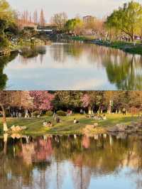 The Most Fragrant Citywalk Route at Xuanwu Lake 🌸