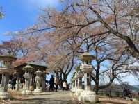 船岡城址公園，仙台近郊居高臨下的賞櫻名所