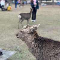Just an Hour from Osaka: A Charming World of Deer, Temples & Tranquility