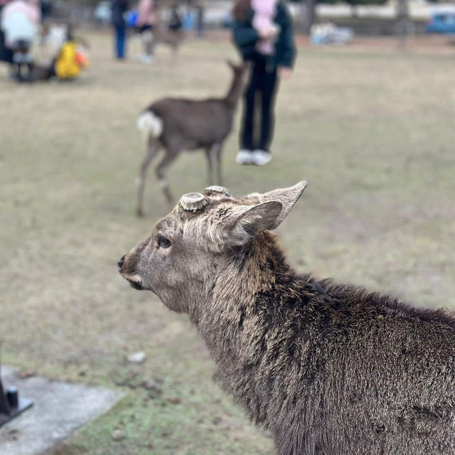 Just an Hour from Osaka: A Charming World of Deer, Temples & Tranquility