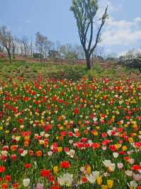 🌷가족과 함께 아산 꽃놀이 피나클랜드 