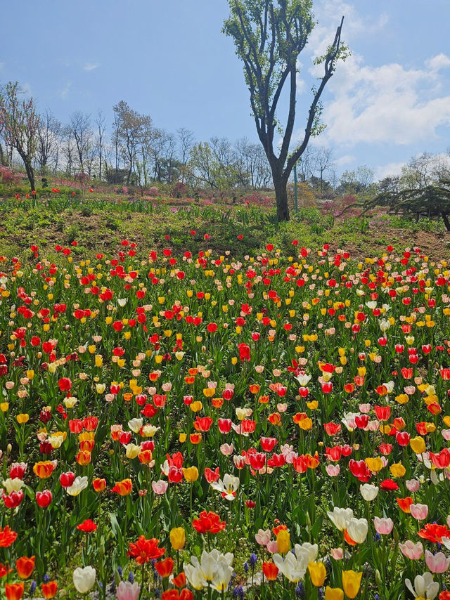🌷가족과 함께 아산 꽃놀이 피나클랜드 