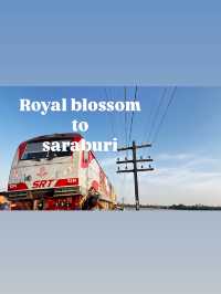 นั่ง Royal blossom ไปหาความสุขกัน