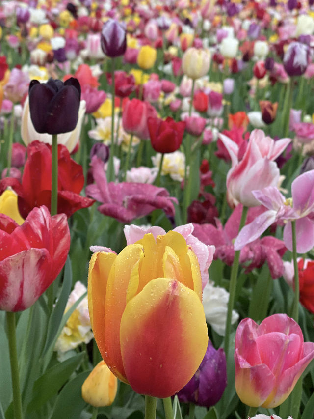 🌸 Travel Highlights: Tulip Fields & Scenic Parks in Japan 🌸