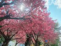 札幌 花見