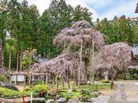 Akiyama’s Cherry Blossom Sweet Spot