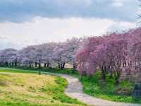 Cherry Blossom Tunnel Dreams