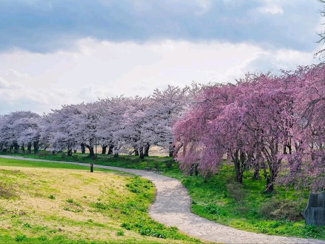 Cherry Blossom Tunnel Dreams