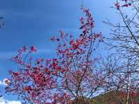 Mountains, Blossoms & Tranquility — Spring at Qin’ai Village
