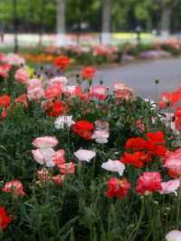 🎨 The Double-Petal Poppies at Century Park Are Like Living Oil Paintings 