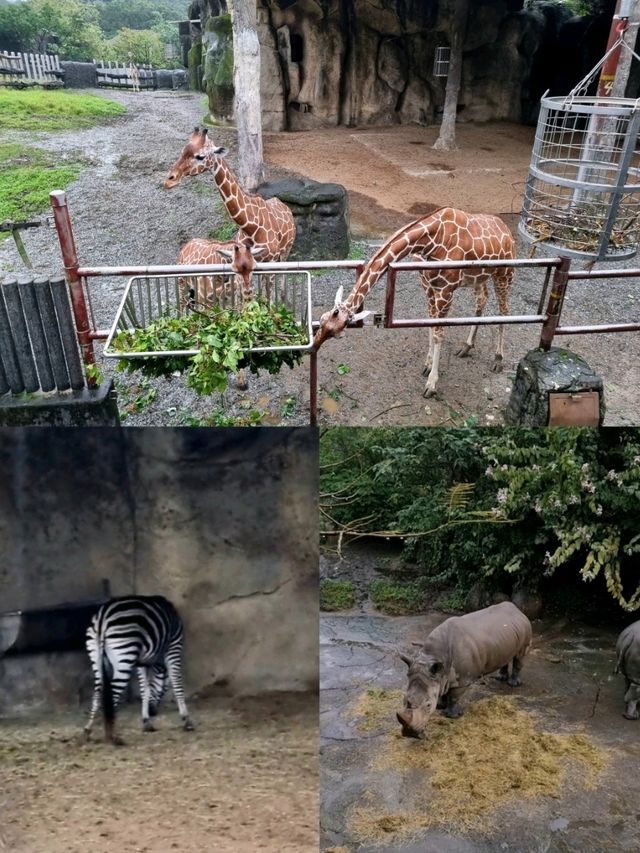 From Savannah to Island: Exploring Taipei Zoo’s African and Madagascar Areas