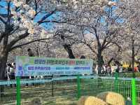 Ulsan Uncovered: Where Steel Meets Serenity