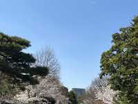 🏞️【皇居春日限定開放】趕上滿開櫻花×最後開放日！東京市中心的賞櫻驚喜體驗 🌸