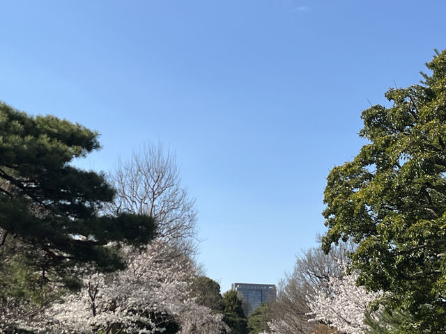 🏞️【皇居春日限定開放】趕上滿開櫻花×最後開放日！東京市中心的賞櫻驚喜體驗 🌸