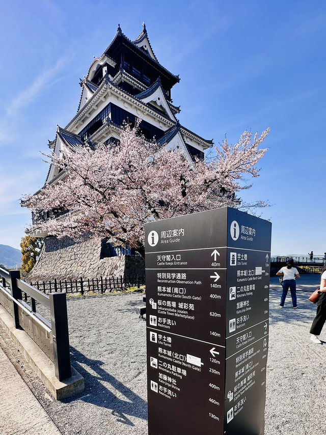 Fortress in Bloom: Sakura Serenity at Kumamoto Castle 
