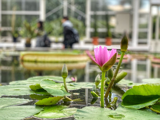 Boiling Beauty and Steamy Surprises: Exploring the Hells of Beppu